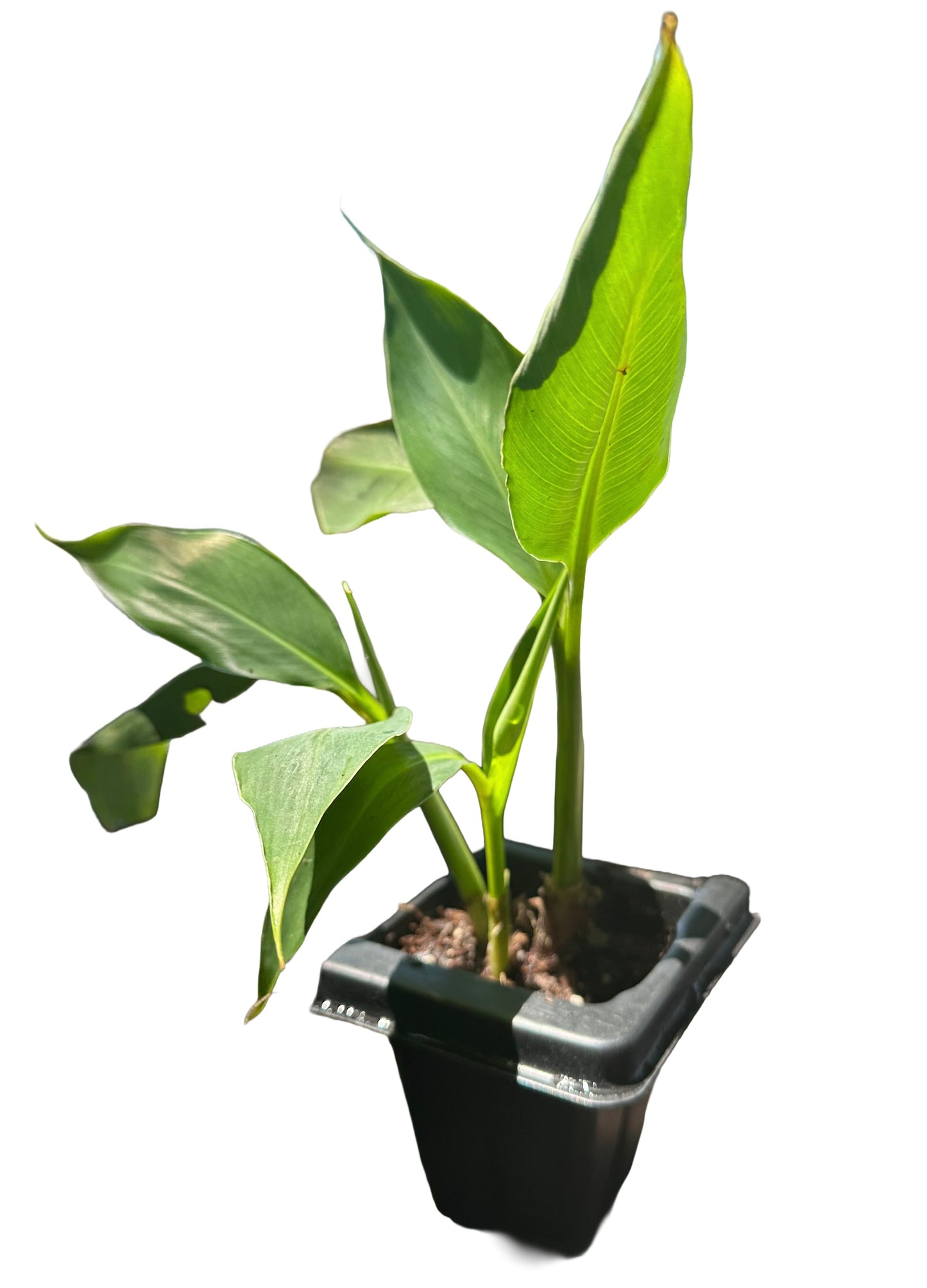 Dwarf Cavendish banana plants growing in containers in Central Florida