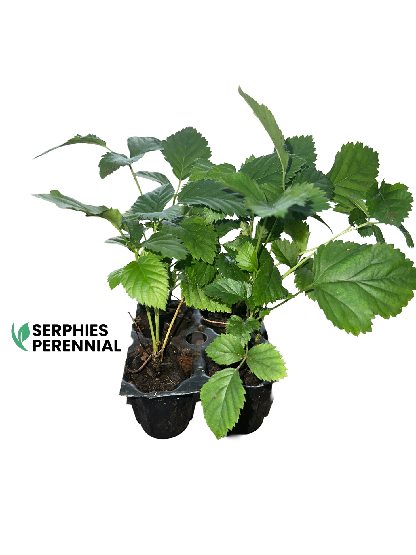 Boysenberry Plant Live - Price Includes Four (4) Plants -Serphies Perennial