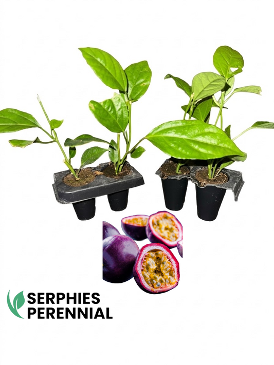 Possum Purple passion fruit four-pack, live tissue culture starter vines from Serphies Perennial, shown with ripe purple passion fruit