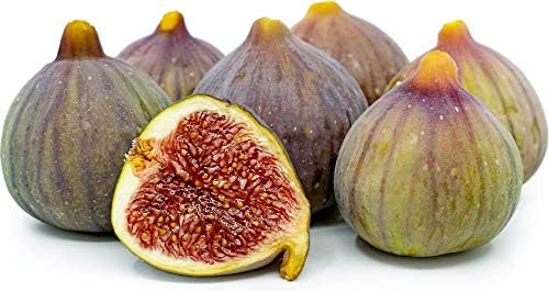 Live Celeste Fig Trees Plant - Organic Fig Trees Live Plants for Indoor and Outdoor Growing - Easy-Care Fruit Tree