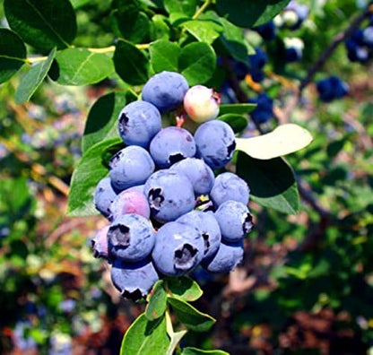 "Emerald Southern Highbush" Blueberry Plants