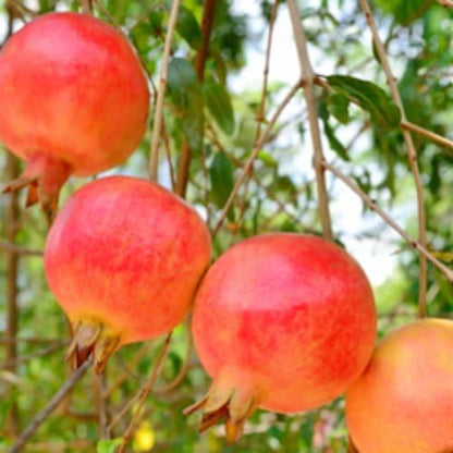 Pomegranate Salavatski Includes (4) Four Plants