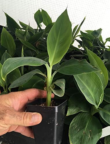 Grand Nain Chiquita Banana Tree - Live Dwarf Banana Plant