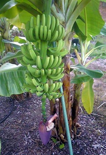 Grand Nain Chiquita Banana Tree - Live Dwarf Banana Plant