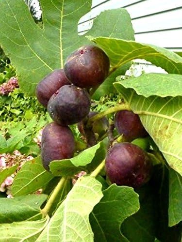 "Chicago Hardy" Fig Trees