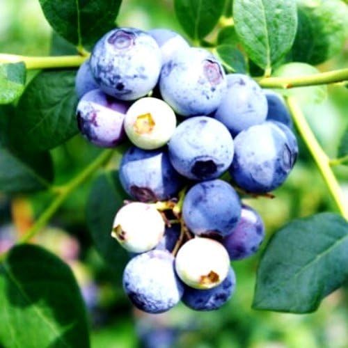 "Sweetcrisp" Blueberry Plants