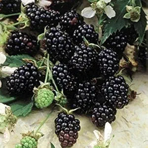 BlackBerry Plants Sweetie-Pie Price Includes Four (4) Plants