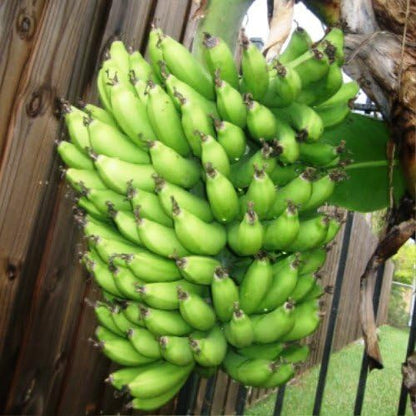 "Dwarf Cavendish" Banana Plants