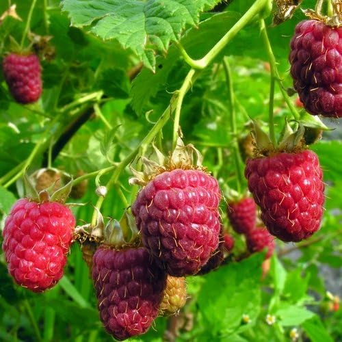 Raspberry Plant "Nantahala" (Red) Includes Four (4) Plants