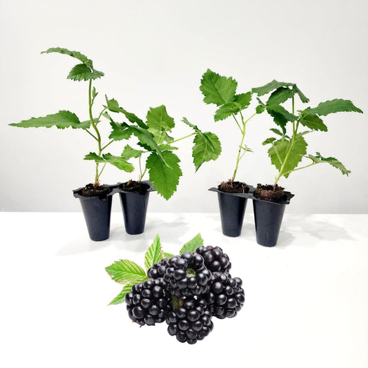 "Prime-Ark Freedom" BlackBerry Plants