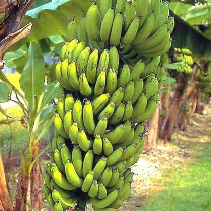 "Grand Nain" Banana Plants