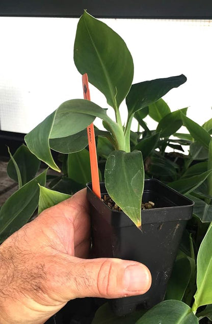 Grand Nain Chiquita Banana Tree - Live Dwarf Banana Plant