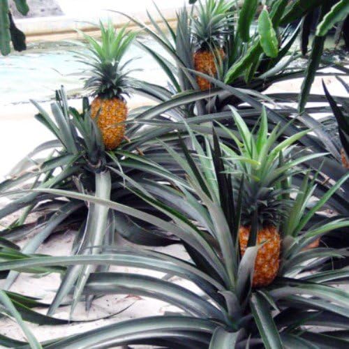 Pineapple Plants Elite Gold Includes Four (4) Plants