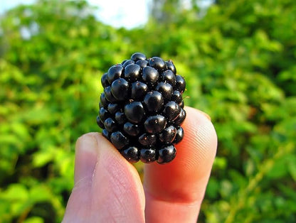 BlackBerry - Chester - THORNLESS - Non-GMO - Good Flavor, Large Berries - 2 Pack - Wrapped in Coco Coir - GreenEase by ENROOT