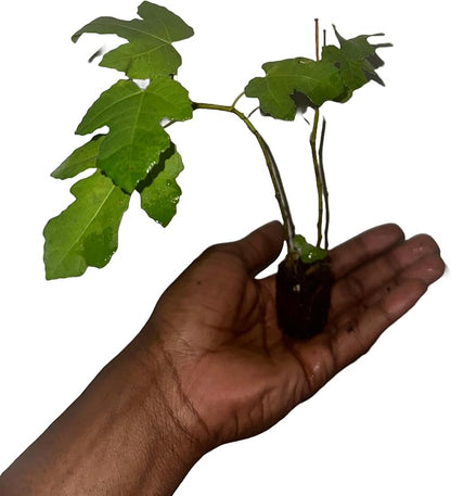 Live Celeste Fig Trees Plant - Organic Fig Trees Live Plants for Indoor and Outdoor Growing - Easy-Care Fruit Tree