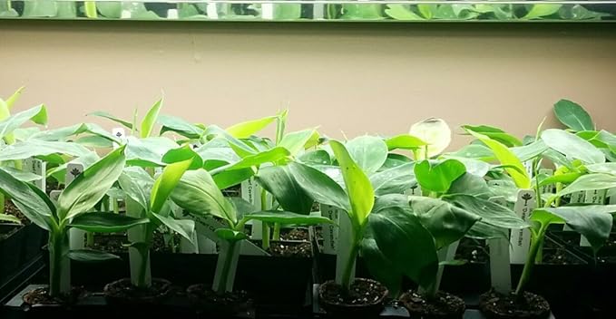 "Dwarf Cavendish" Banana Plants