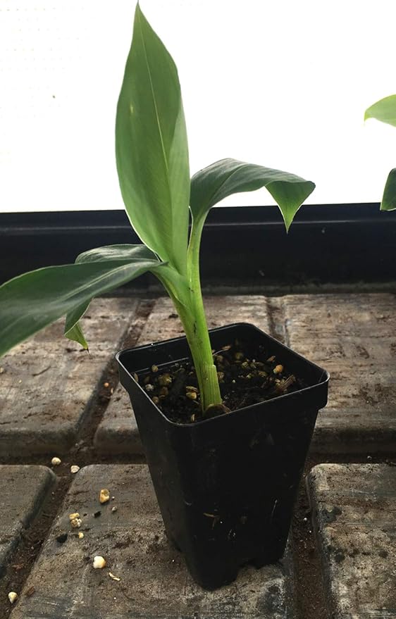 Grand Nain Chiquita Banana Tree - Live Dwarf Banana Plant