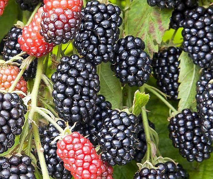 Hello Organics BlackBerry Plants Triple Crown Price Includes Four 4 Plants