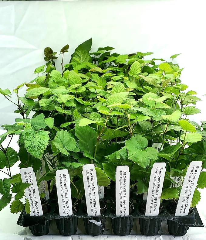 Hello Organics BlackBerry Plants Triple Crown Price Includes Four 4 Plants