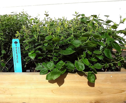 "Emerald Southern Highbush" Blueberry Plants