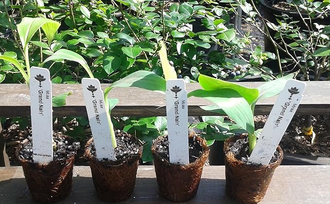 "Grand Nain" Banana Plants