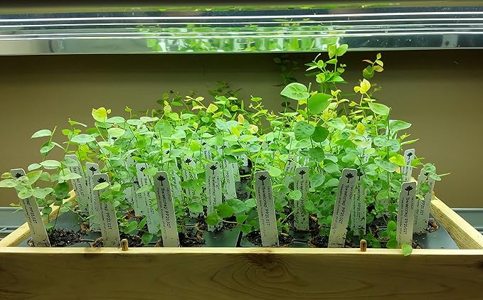 "Sweetcrisp" Blueberry Plants