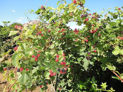 5 Triple Crown BlackBerry Plants (Bareroot) (5)