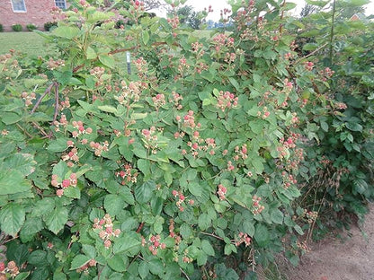 5 Triple Crown BlackBerry Plants (Bareroot) (5)