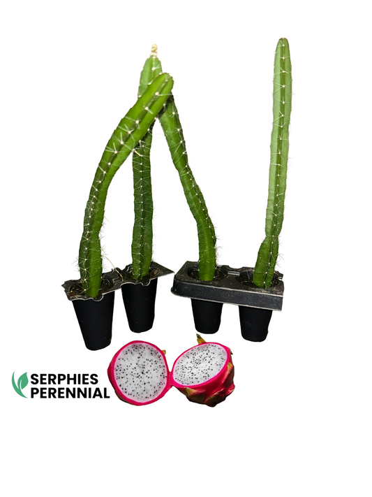 Edgar's Baby dragon fruit four-pack, live tissue culture starter plants from Serphies Perennial, shown with sliced dragon fruit