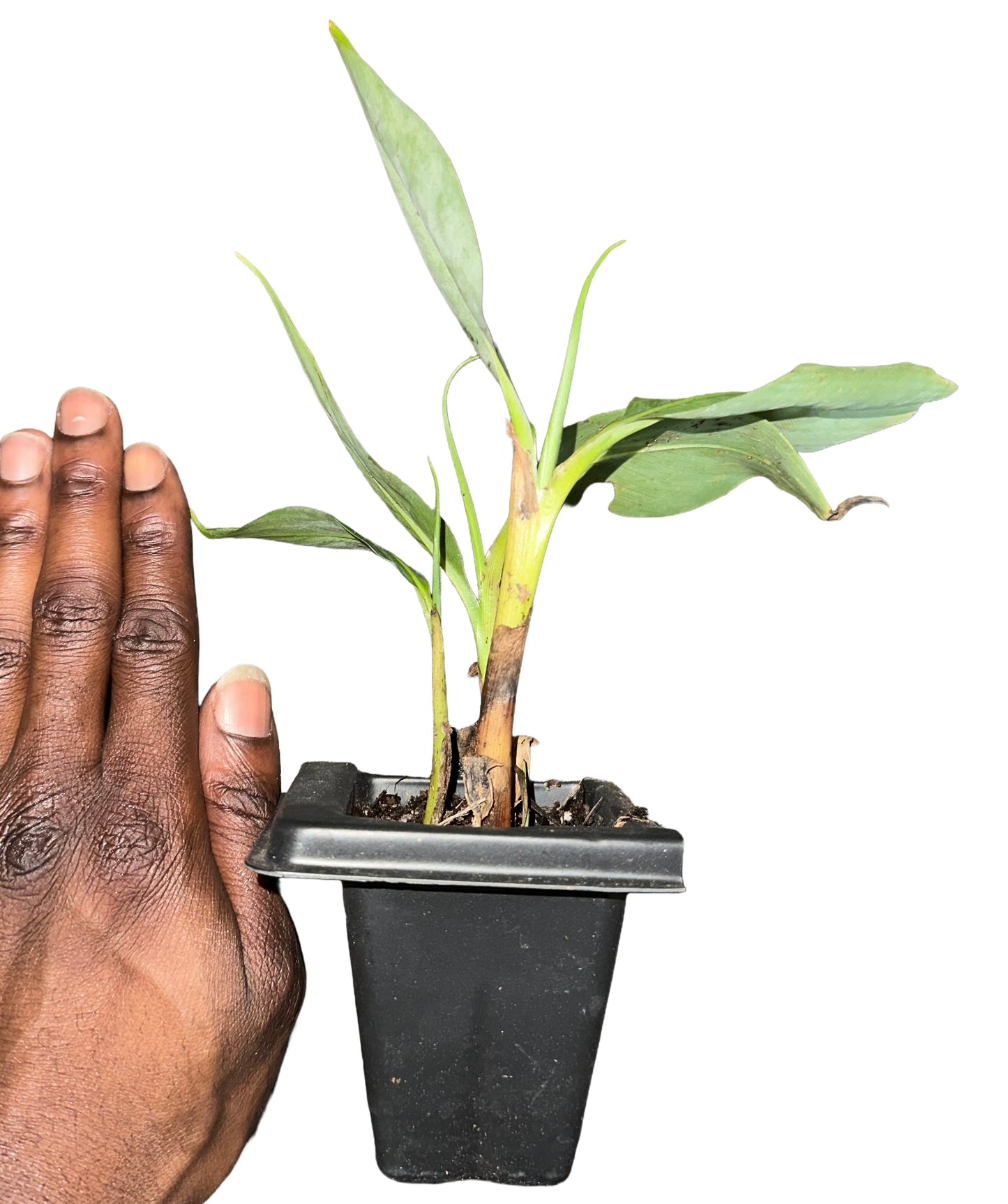 Dwarf Cavendish Banana Plant Live-Serphies Perennial