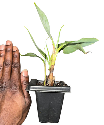 Dwarf Cavendish Banana Plant Live-Serphies Perennial