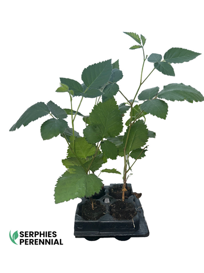 Sweetie Pie Blackberry Plants Live- Price Includes Four (4) Plants-Serphies Perennial