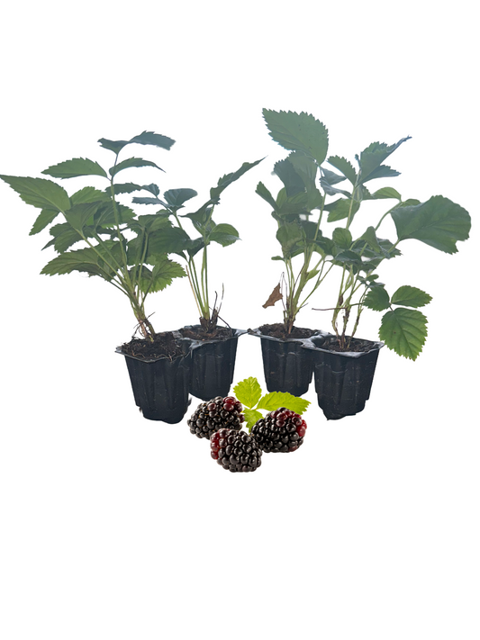 Boysenberry Plant Live - Price Includes Four (4) Plants -Serphies Perennial