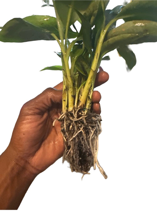 Live Dwarf Cavendish banana starter plant, sold as a four-pack by Serphies Perennial