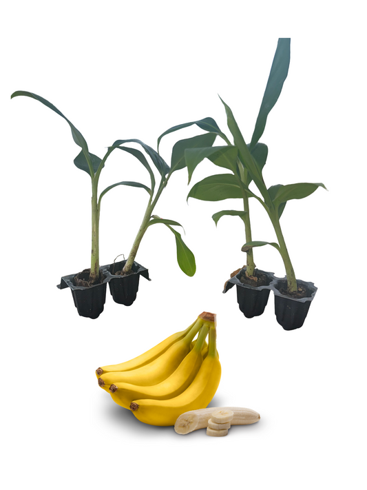 Dwarf Cavendish banana starter plant, one of the four live tissue culture plants in this four-pack from Serphies Perennial