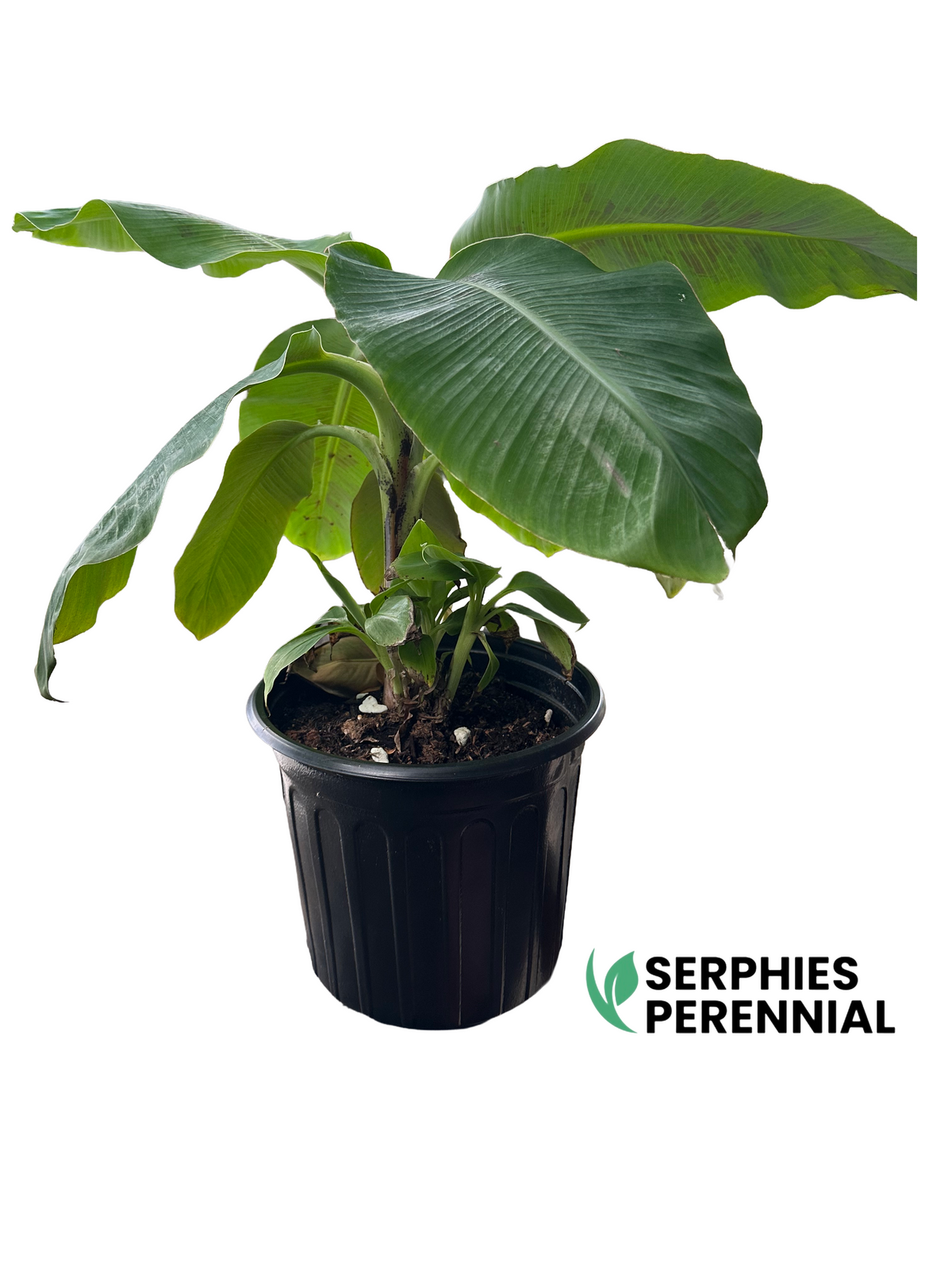 Live Dwarf Cavendish banana plant grown from tissue culture, Florida grown by Serphies Perennial