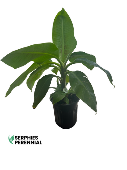 Live Gran Nain banana plant grown from tissue culture, Florida grown by Serphies Perennial