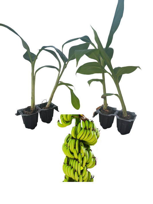 Gran Nain banana starter plant, one of the four live tissue culture plants in this four-pack from Serphies Perennial