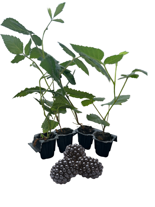 Sweetie Pie Blackberry Plants Live- Price Includes Four (4) Plants-Serphies Perennial